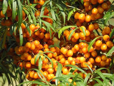 seabuckthorn