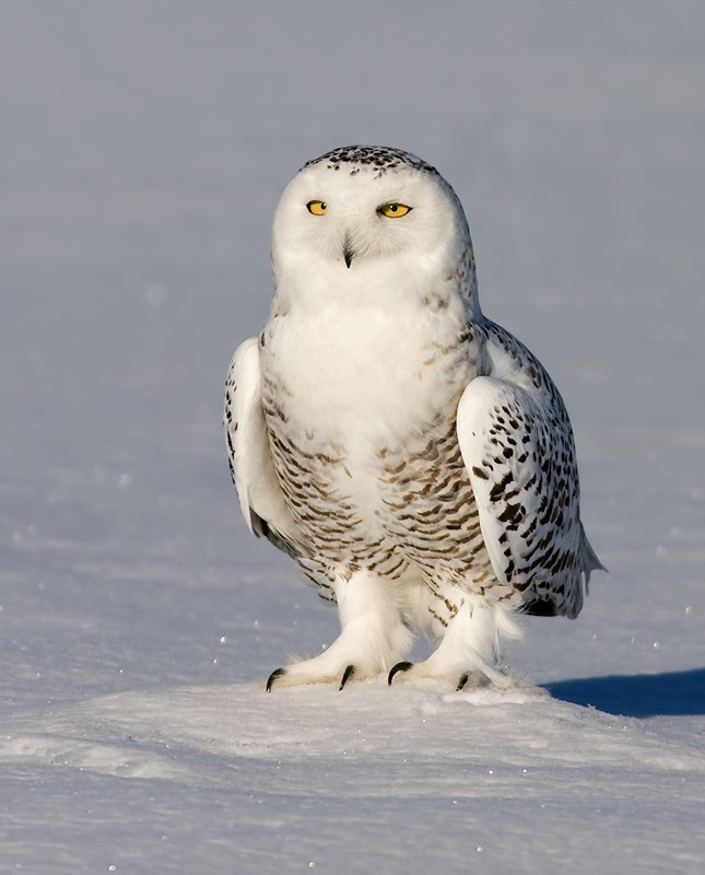snowy owl