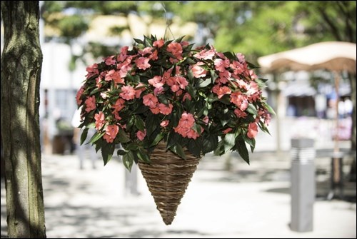 SunPatiens Spreading Shell Pink Impatiens. Photos courtesy All-America Selections