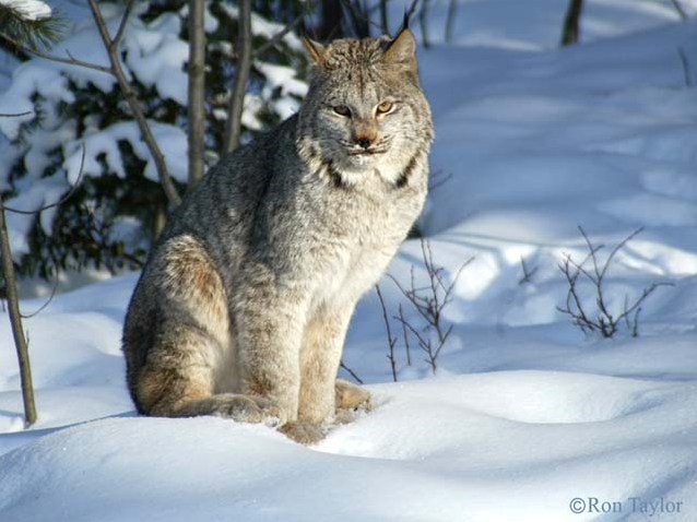 lynx