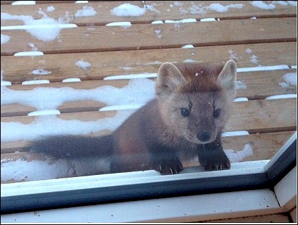 Paul the marten who contributed to 4D Netflix experience one of the nights I stayed at the ranch.