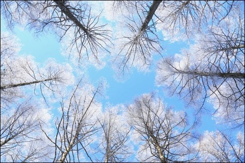 trees