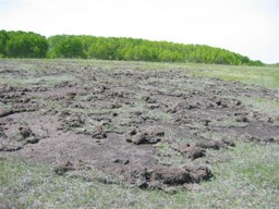 Wild Boar are expected by Dr. Brook to match or outnumber the population of humans in Saskatchewan in the next decade unless they are studied and an effective eradication program is created, otherwise there could be millions of dollars worth of damage done by feral pigs in Saskatchewan to agriculture while also changing the provinces ecosystem for native species.