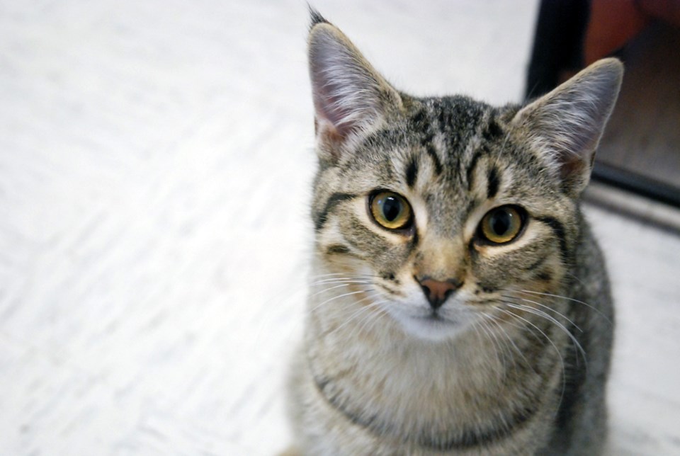 SPCA Kitten