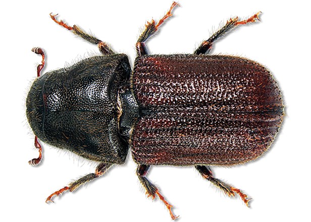 mountain pine beetles
