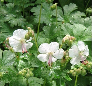 geranium