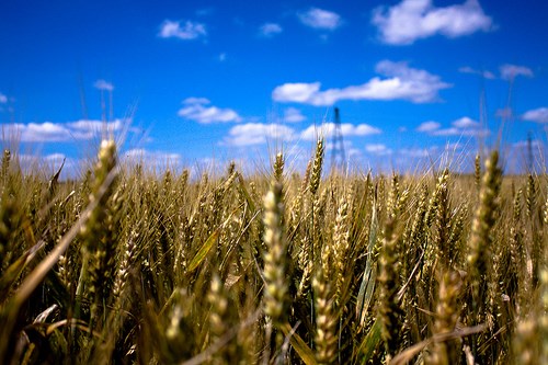 crops