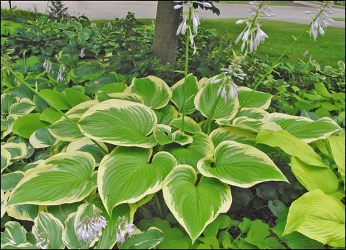 hosta