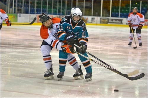 AAA Sharks pic