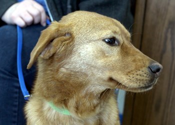 Hey there, I’m Maple. I’m an eight month old female lab shepherd cross. I’m really great with the whole family, adults, kids and even cats! So if you’ve got a loving, responsible home, be sure to visit the SPCA or call 306-783-4080.