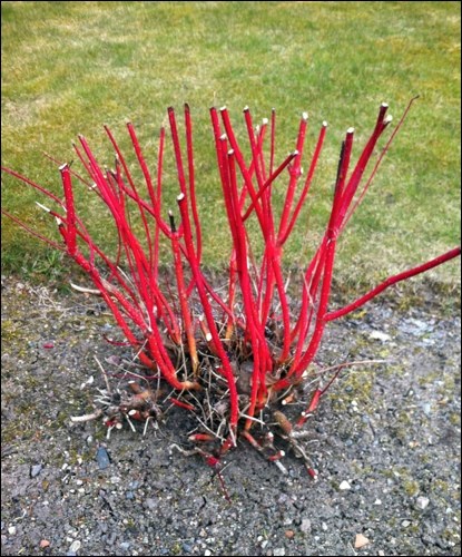 Coral dogwood.