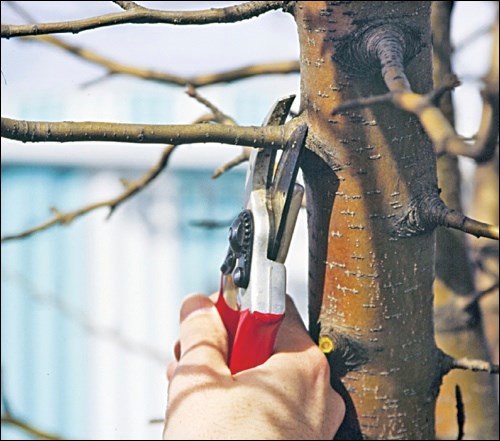 pruning