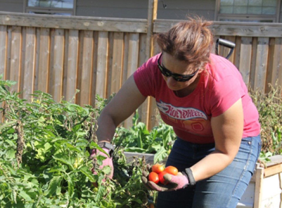 community garden chantelle dubreuil, 2014