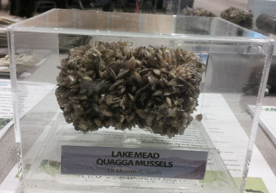 zebra mussels