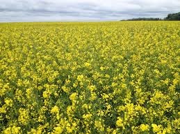 oilseed