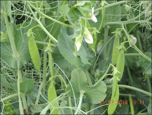 pea pods pic