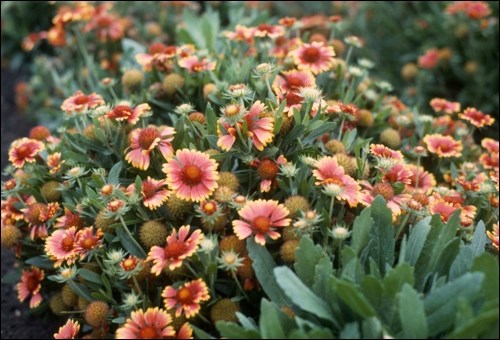 Gaillardia Goblin