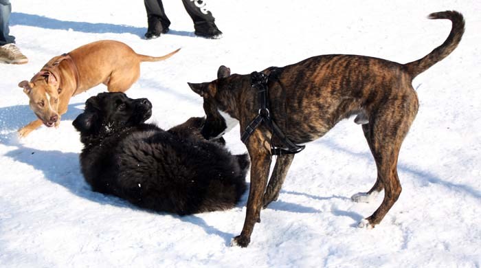 Off leash