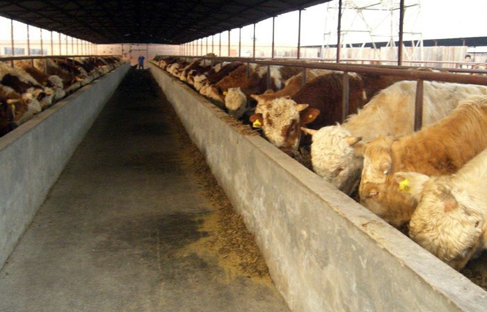 Buckle Farms