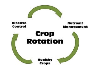 crop rotation