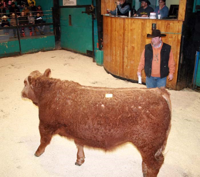 Range Ready Bull Sale