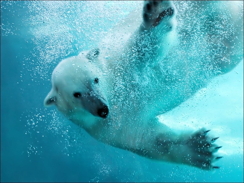 Polar Bear