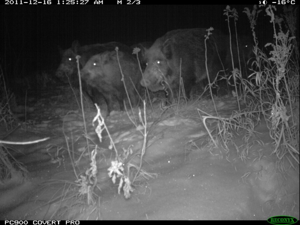 Nighttime Boar
