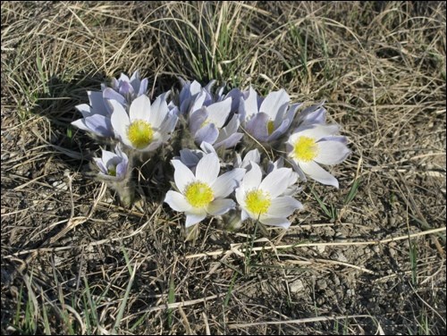 Pasque flower or prairie crocus and pussy willows are also associated with Easter.