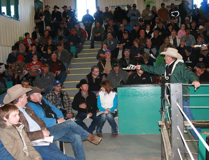 Best of the Breeds Bull Sale