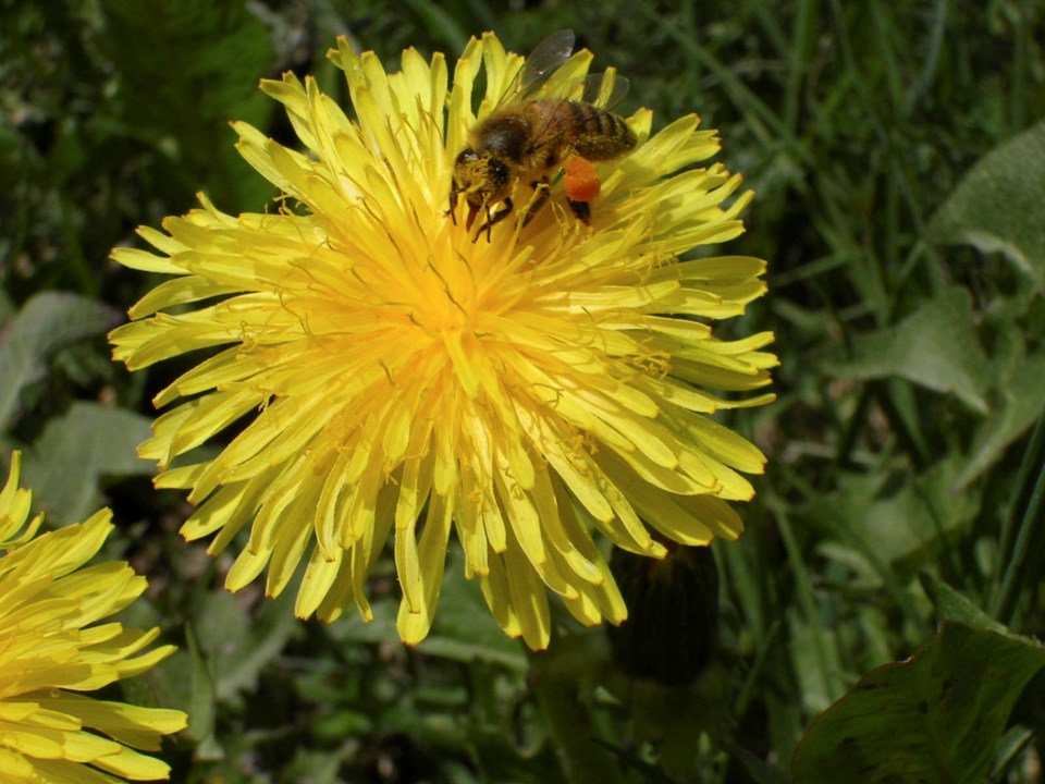 dandelion