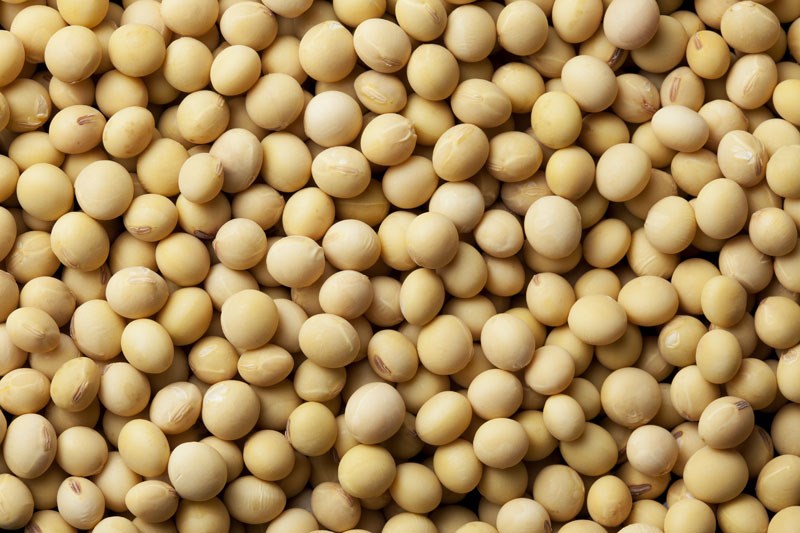 soybean