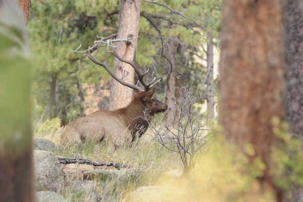 elk