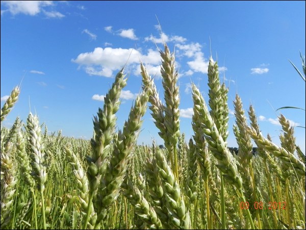 wheat pic