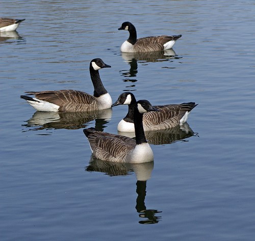 wildlife