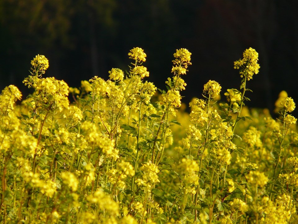 oilseed