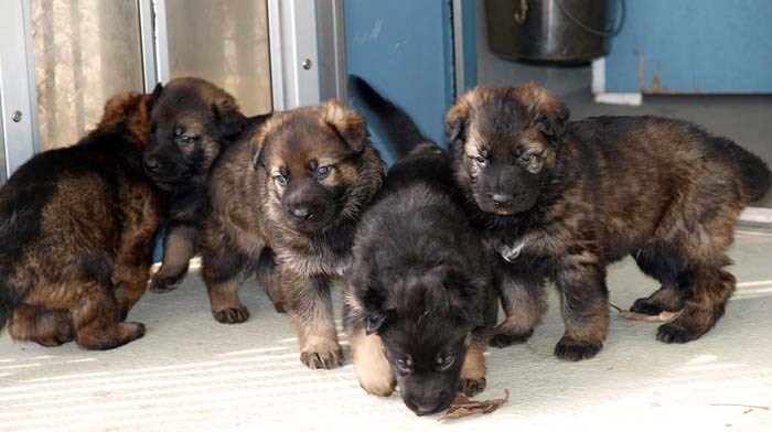 RCMP Puppies