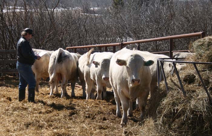 Charolais Bull Sale