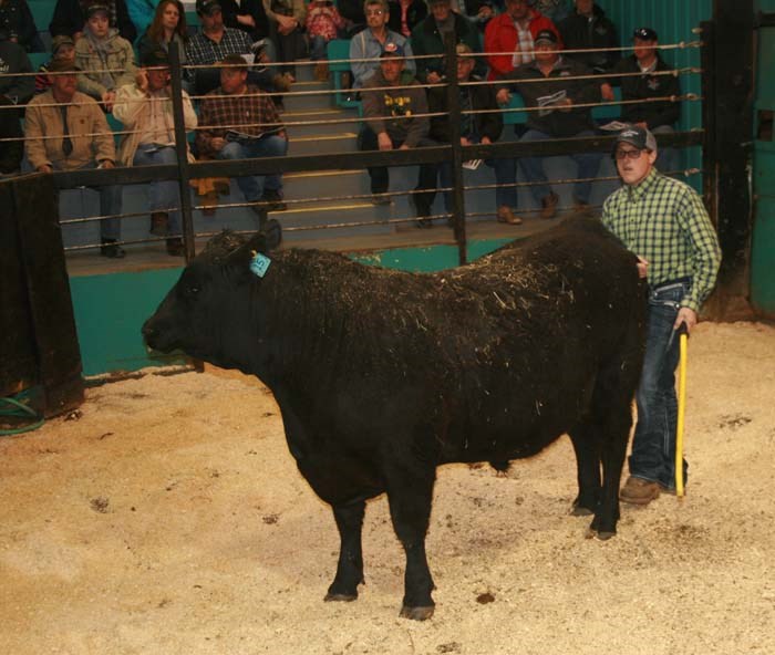 Bull Sale