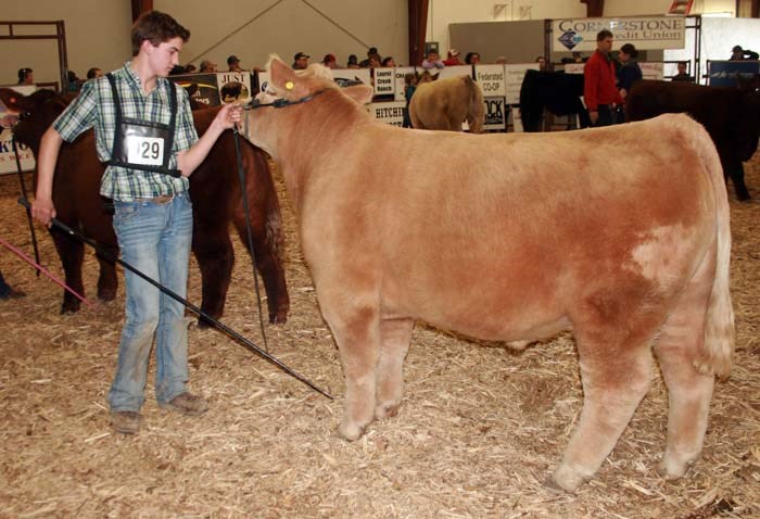 It was the 23rd annual Yorkton 4-H Spring Steer and Heifer Show that took place at the Agripavilion in the city Thursday-through-Saturday. Here Maquire Blair with the Carlton Trail 4-H Beef Club is in the showring with his red angus-cross steer.