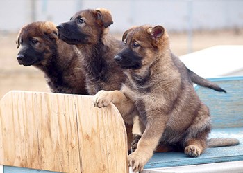 RCMP Puppies