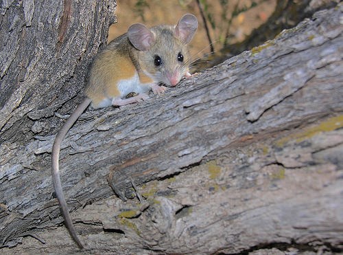 Deer Mouse