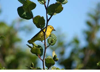 Nature Conservancy of Canada