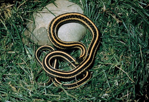 snakes