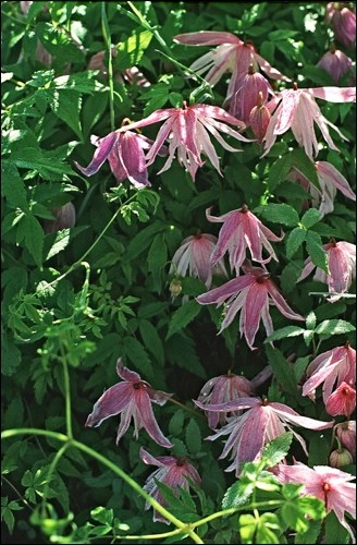 Clematis Rosy O Grady