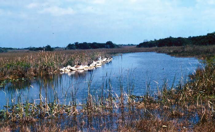 Wetlands