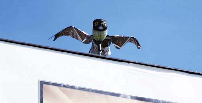 Some downtown businesses are proactively taking anti-pigeon measures.