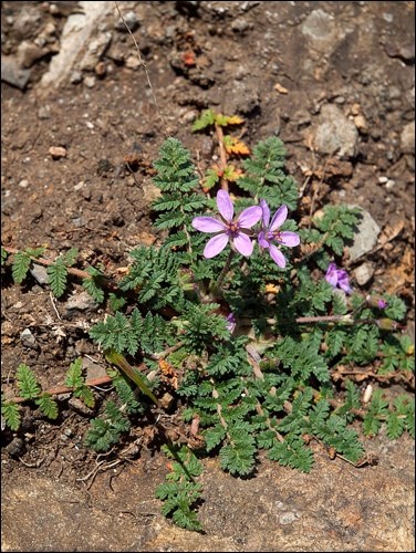 Stork’s-bill. Photo by Franco Folini