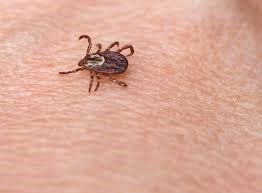 Ticks