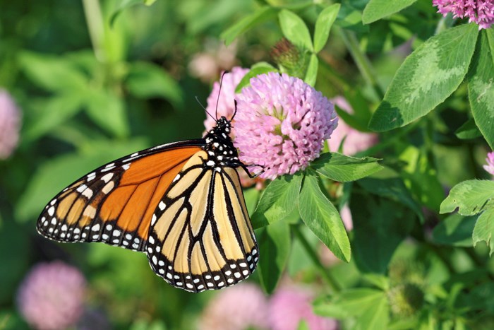 pollinators