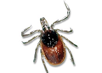 Tick